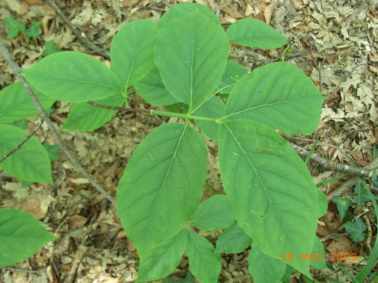 Euonymus latifolius / Fusaggione maggiore